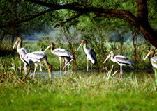 Baharatpur bird sanctuary