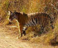 india wildlife