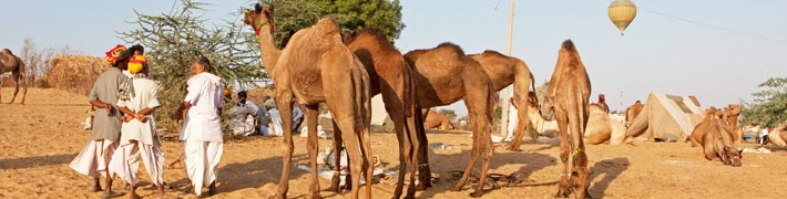 Pushkar fair