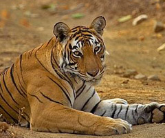 Ranthambore tiger