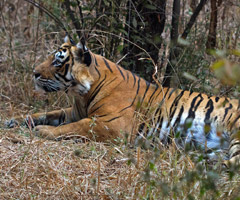 ranthambore tiger 