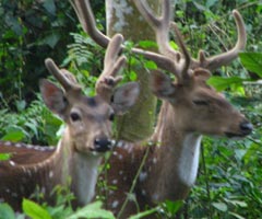 corbett national park