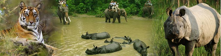 indien wildlife tour